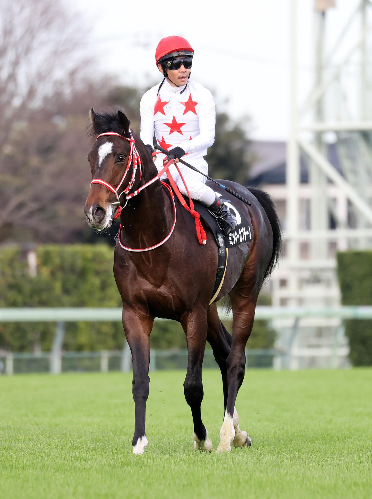 葉牡丹賞を制したミッキーカプチーノと戸崎圭太騎手（撮影・鈴木正人）