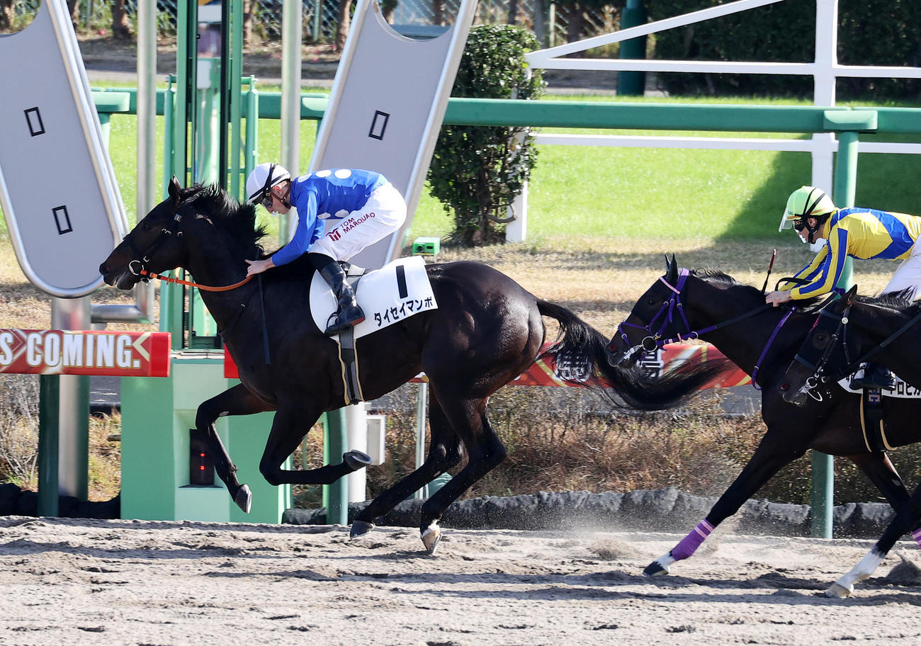中山4R・新馬戦を制したタイセイマンボ（撮影・鈴木正人）