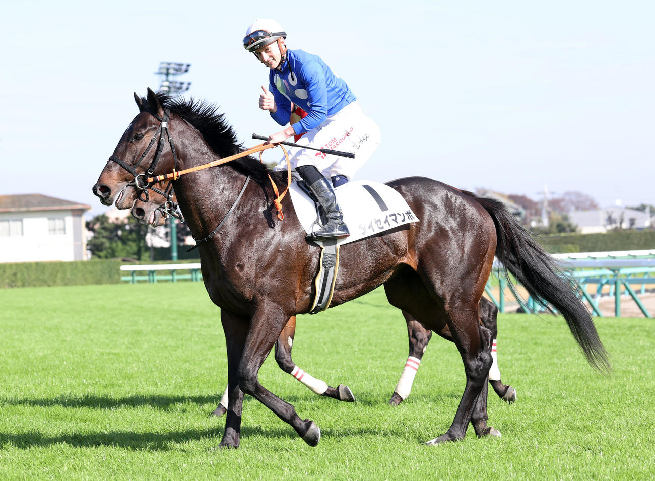 中山4R・新馬戦を制したタイセイマンボとマーカンド騎手（撮影・鈴木正人）