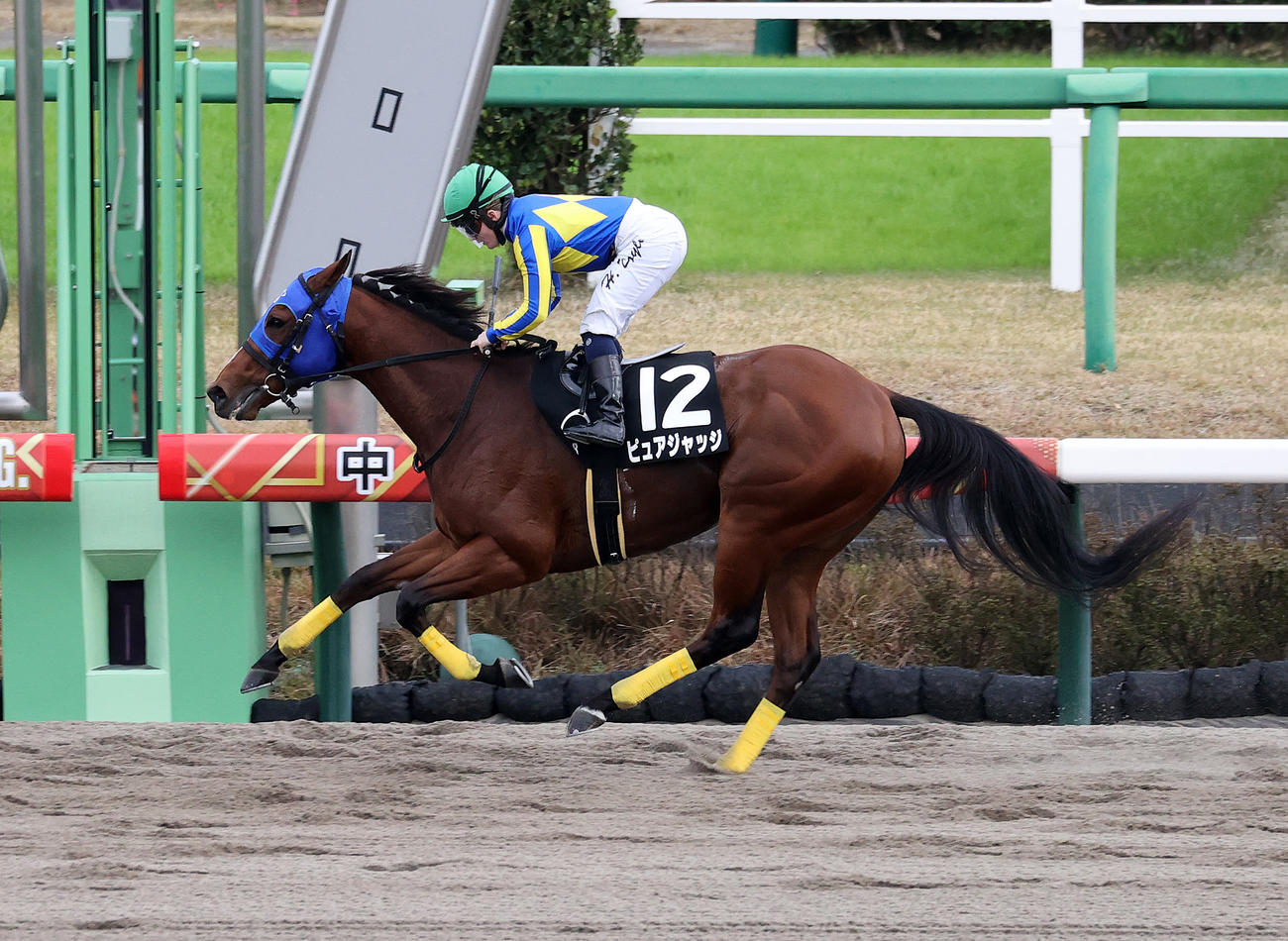 市川Sを制したピュアジャッジとH・ドイル騎手（撮影・鈴木正人）