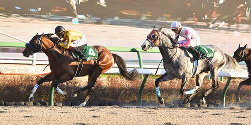 カペラSを制したダンシングプリンス（左）と2着リュウノユキナ＝2021年12月12日、中山競馬場