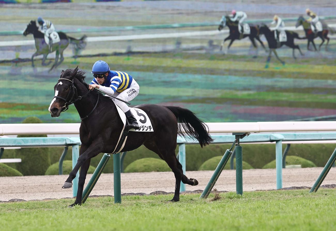 直線で独走し新馬戦を制したトンジンチ（撮影・上田博志）