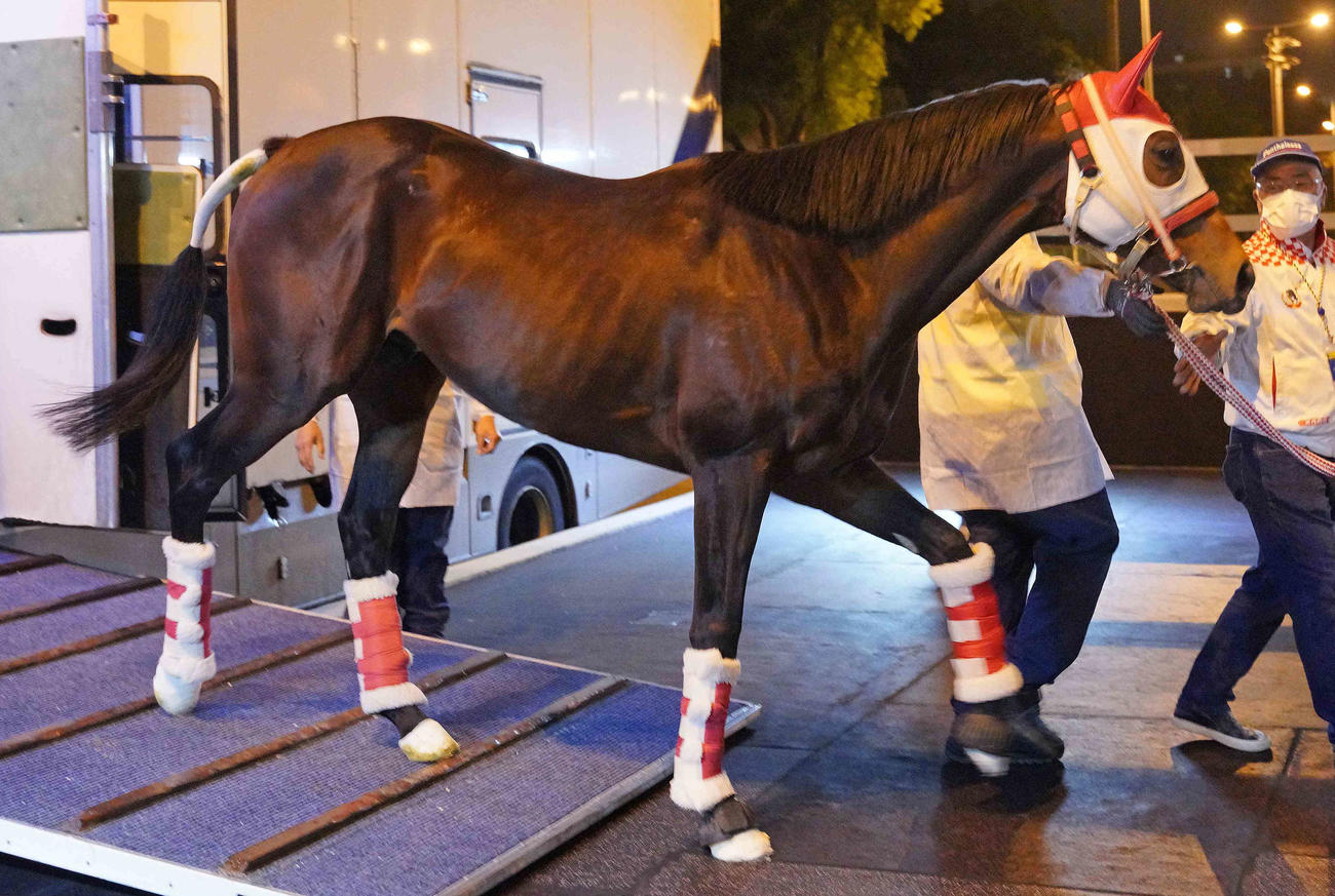 香港に到着したパンサラッサ（C）The Hong Kong Jockey Club
