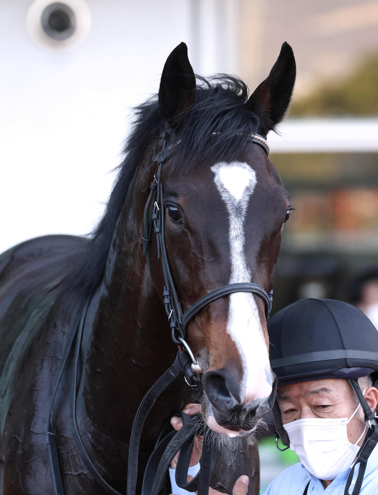 白菊賞を勝利したムーンプローブ（2022年11月27日撮影）
