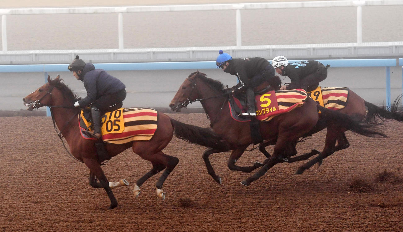 ウンブライル（中央）は3頭併せで追い切る（撮影・柴田隆二）