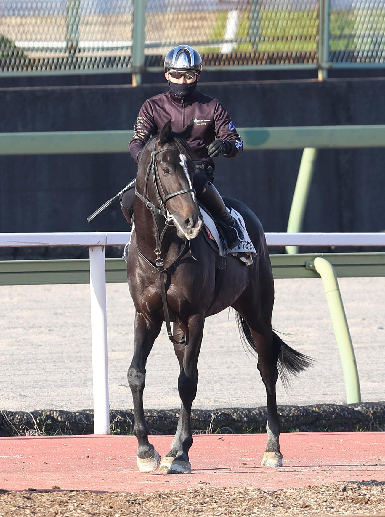 馬場入りするマテンロウレオ（撮影・白石智彦）