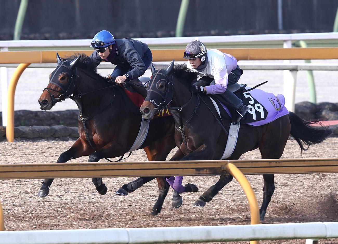 吉田隼騎手を背にCウッドをセレッソデアモール（右）と併せ馬で追い切るドゥアイズ（撮影・白石智彦）