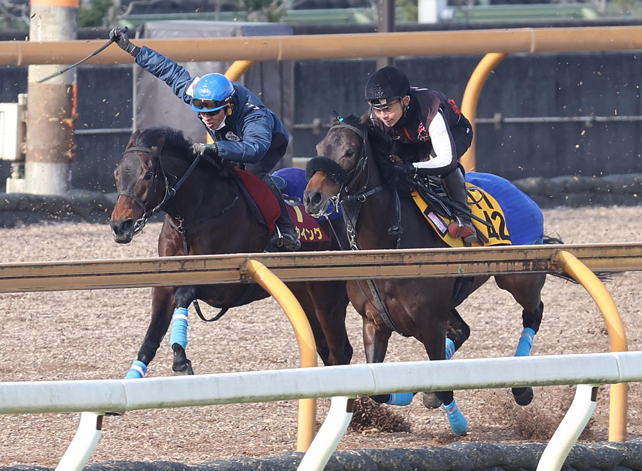 和田竜騎手を背にCウッドをミスミルドレッド（右）と併せ馬で追い切るキタウイング（撮影・白石智彦）