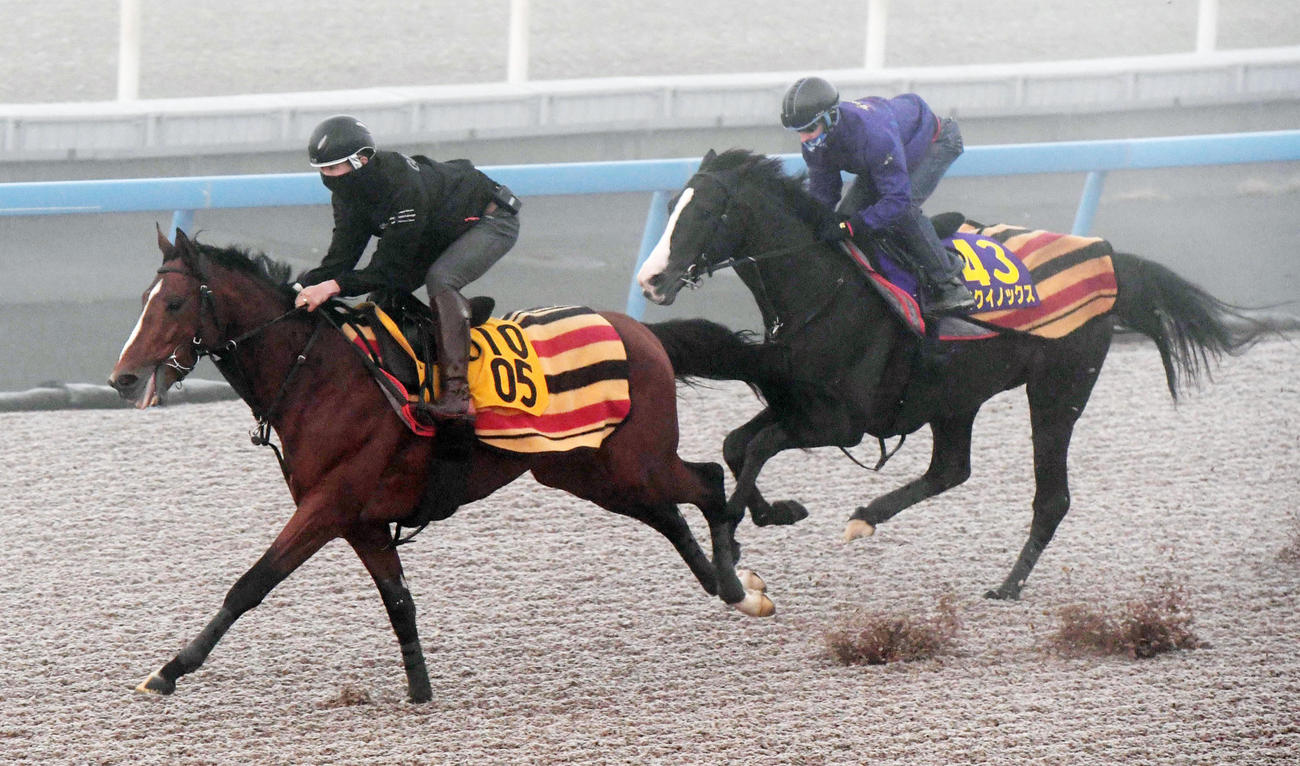 ルメール騎手を背にイクイノックス（右）はセントオブゴールドと併せて追い切る（撮影・柴田隆二）