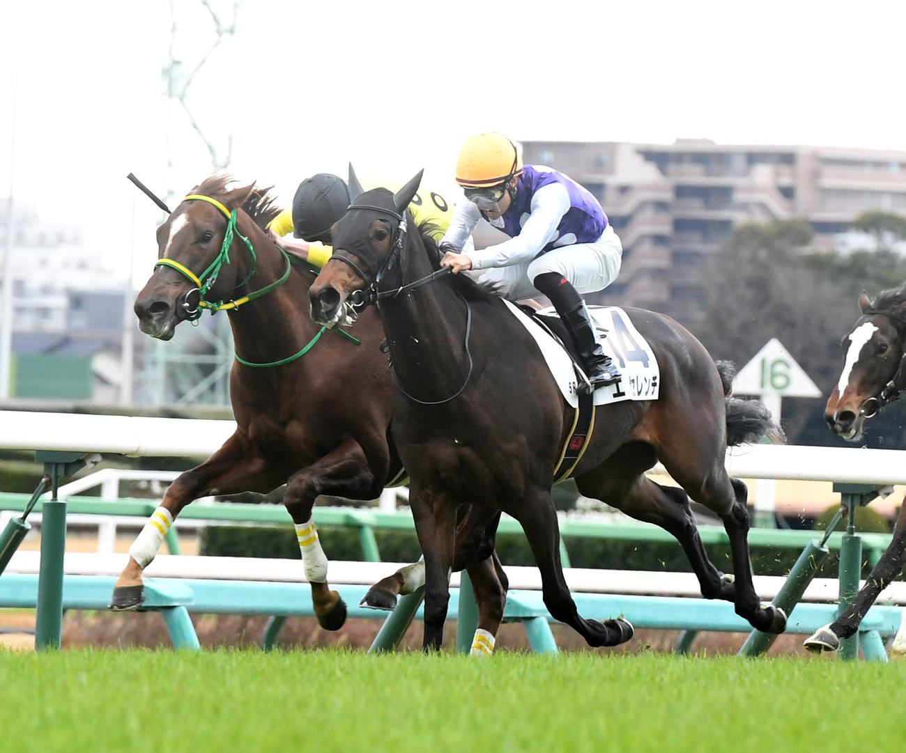 中山5R新馬戦を制したトゥルース（左）、2着エッセレンチ（撮影・柴田隆二）