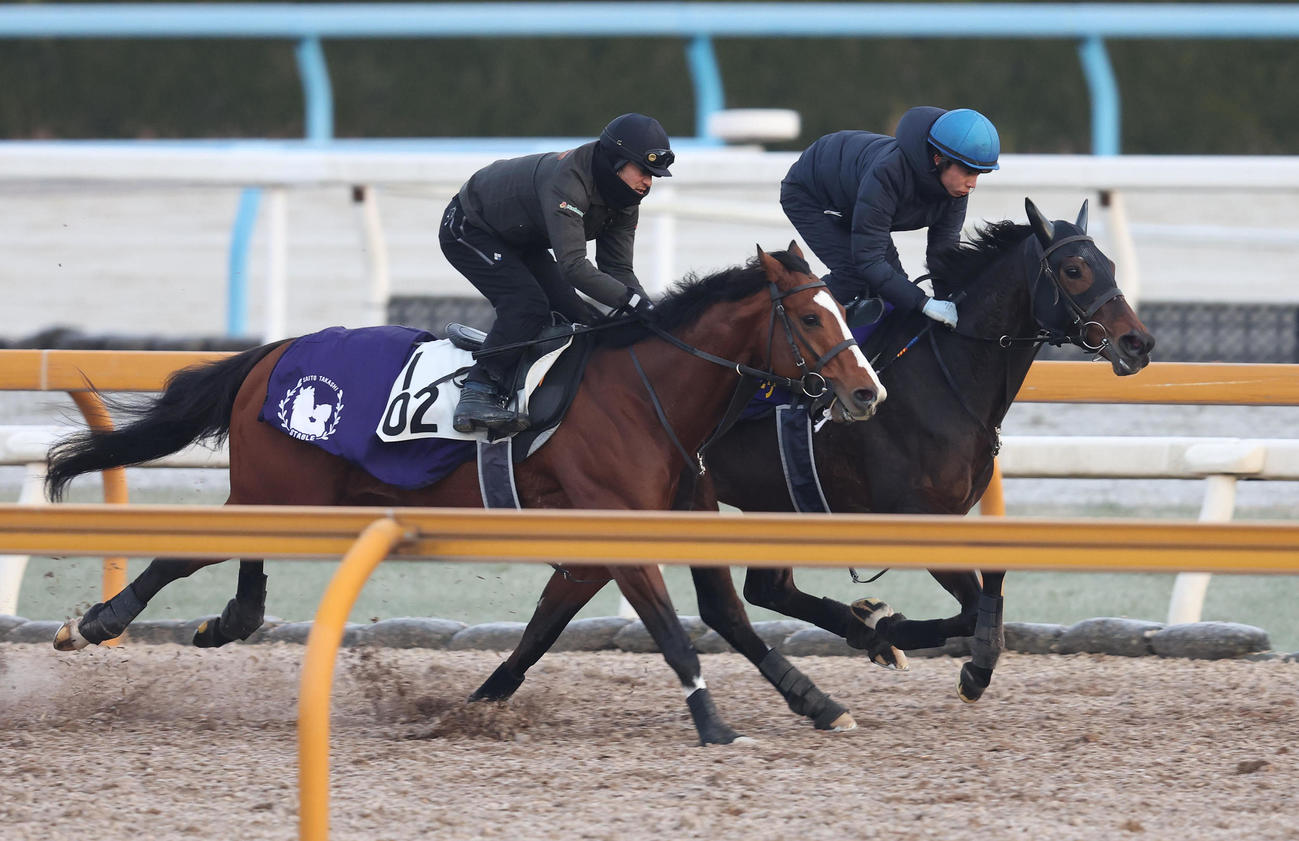 Cウッドをアルサトワ（左）との併せ馬で追い切るジェラルディーナ（撮影・白石智彦）