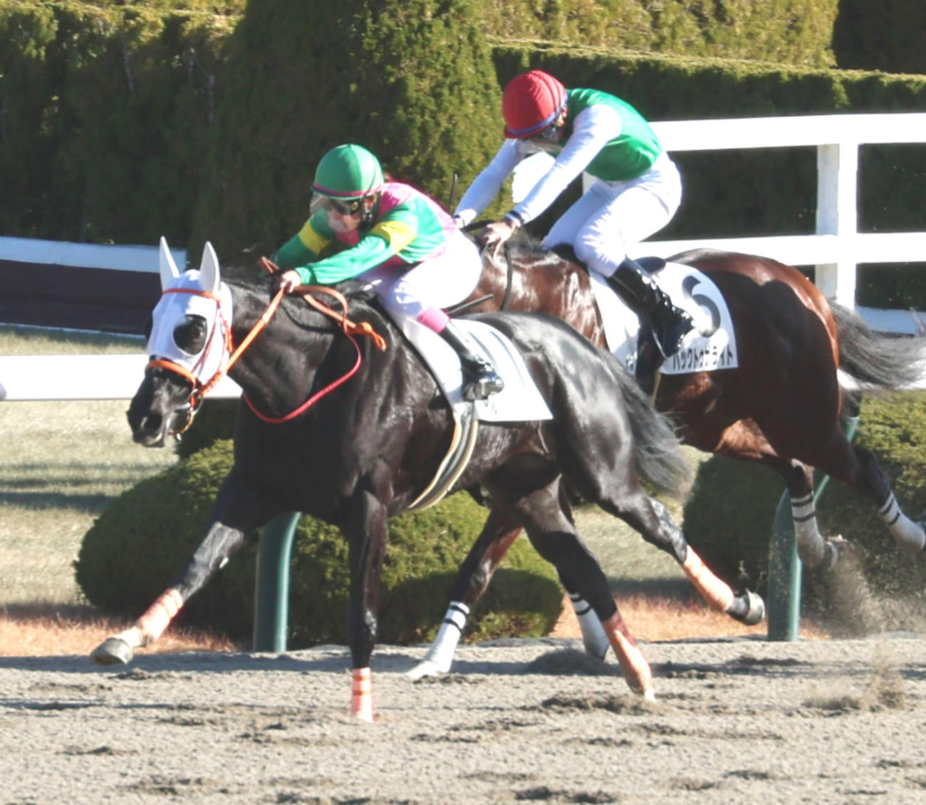 阪神1Rで1着のアルムエアフォルクと永島まなみ騎手（手前）（撮影・加藤哉）