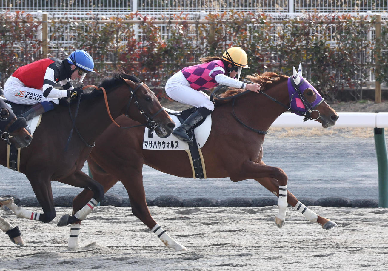中京3R、今村騎手を背に3歳未勝利を勝ち上がったマサハヤウォルズ（撮影・白石智彦）