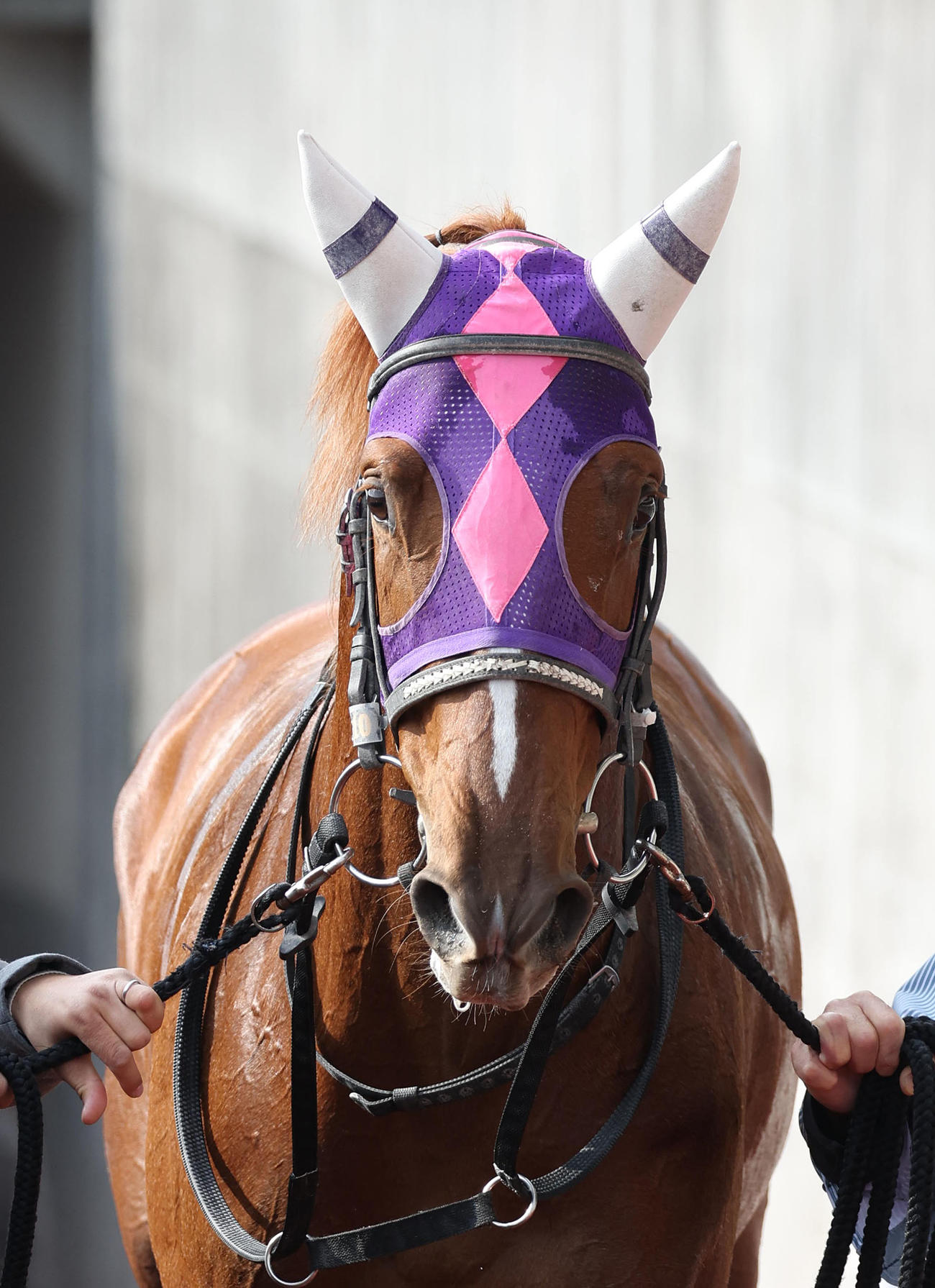 中京3R、3歳未勝利を勝ち上がったマサハヤウォルズ（撮影・白石智彦）