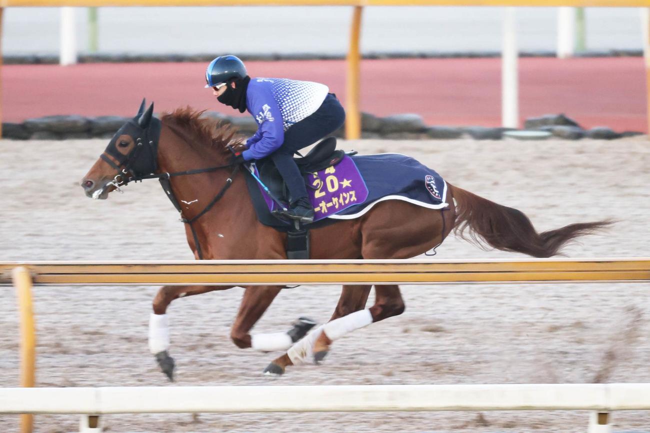 Cウッドで時計を出したテーオーケインズ