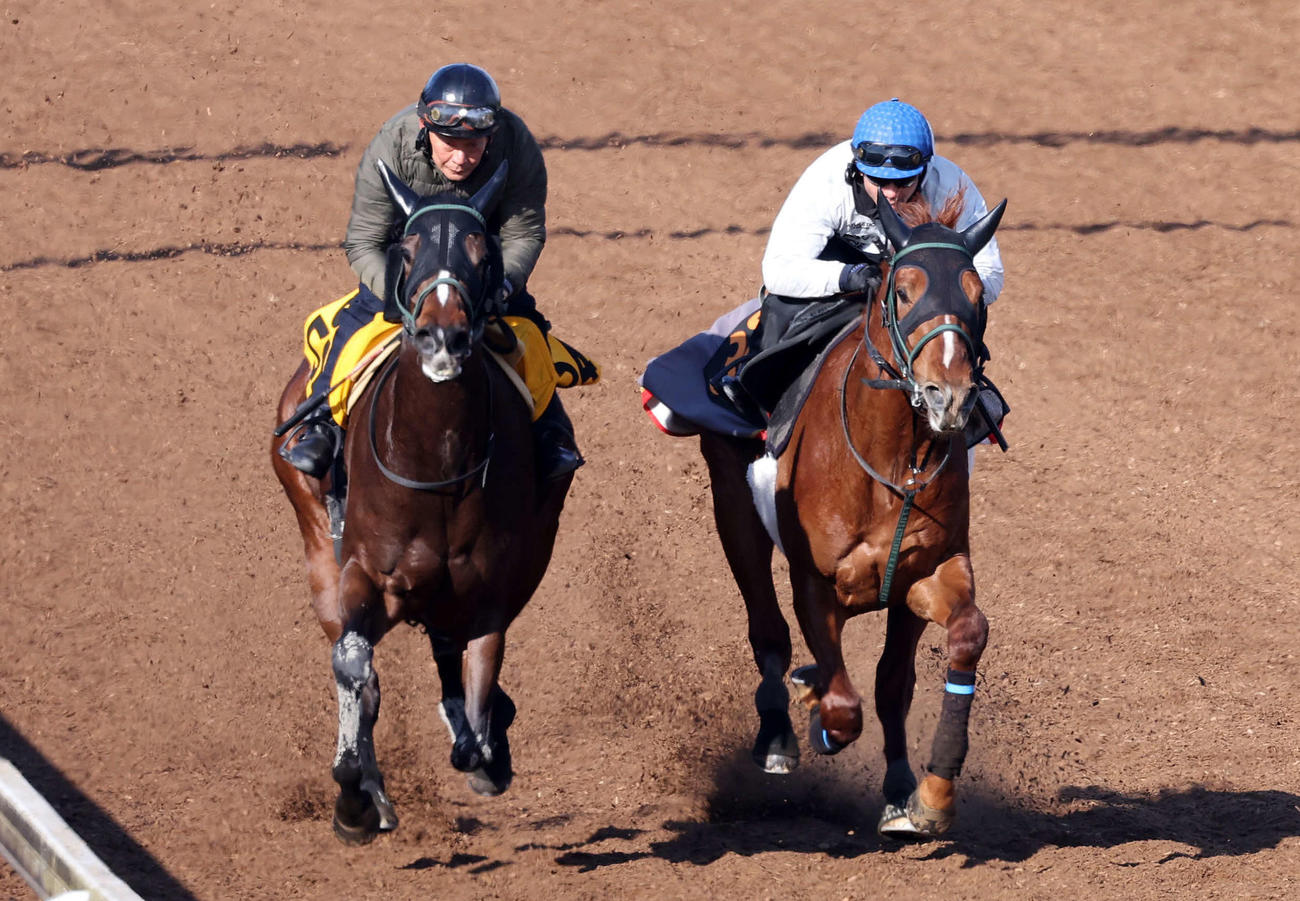 美浦坂路で追い切るシャンパンカラー（右）（撮影・鈴木正人）