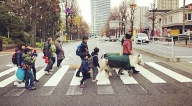 都内を散歩するアヴゥとペール（橋田師提供）
