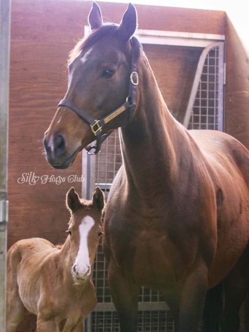 父モーリスの牡馬（左）とアーモンドアイ（シルク・ホースクラブ提供）