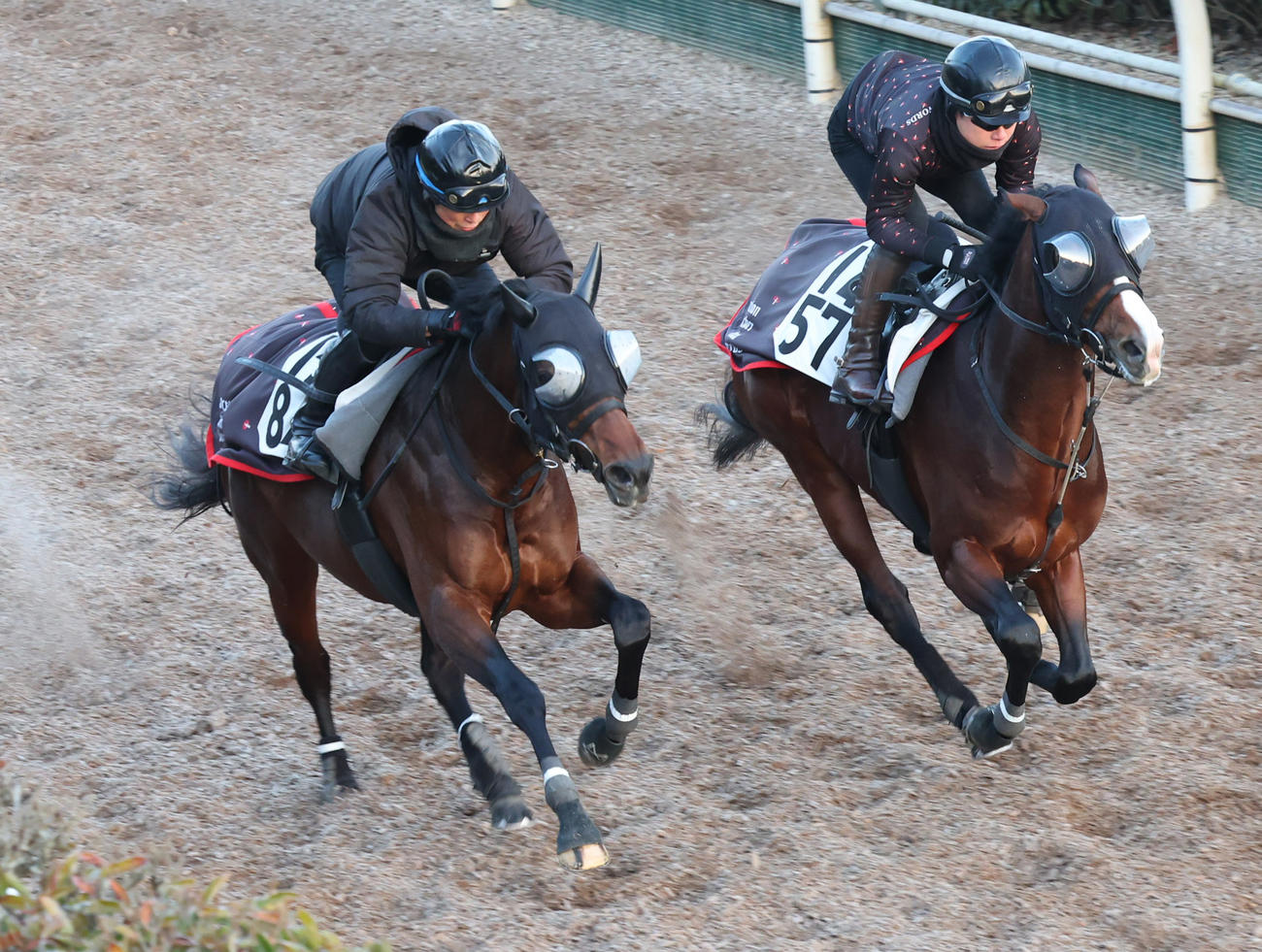 1月12日、坂路にて併せ馬で追い切るハギノアレグリアス（左）