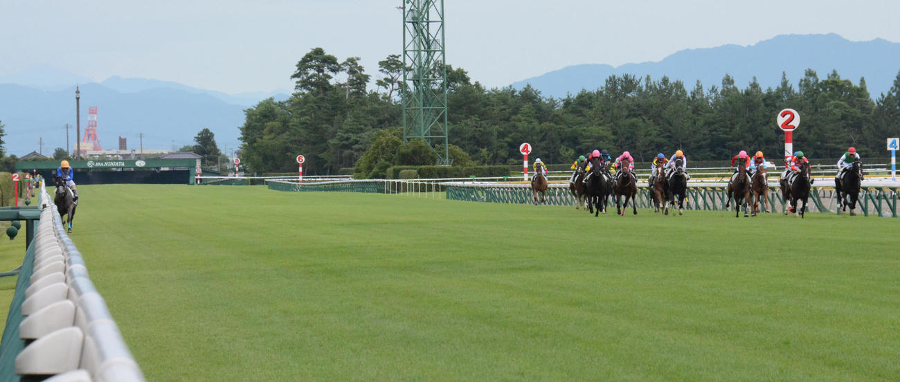 リフレイム（左端）は、直線で外に斜行したがそれでもデビュー戦を快勝した（2020年7月撮影）