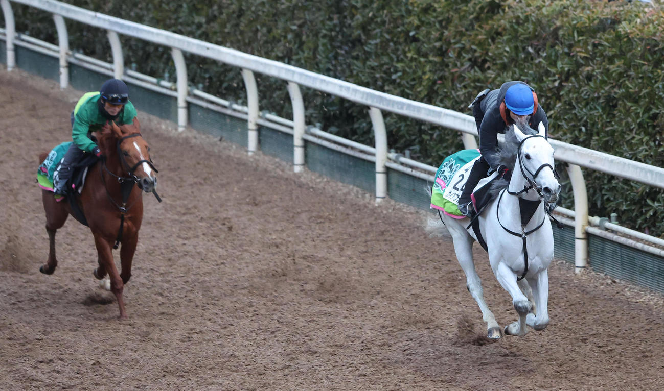 長岡騎手を背に坂路をプラーヴィ（左）と併せ馬で追い切るガイアフォース（撮影・白石智彦）