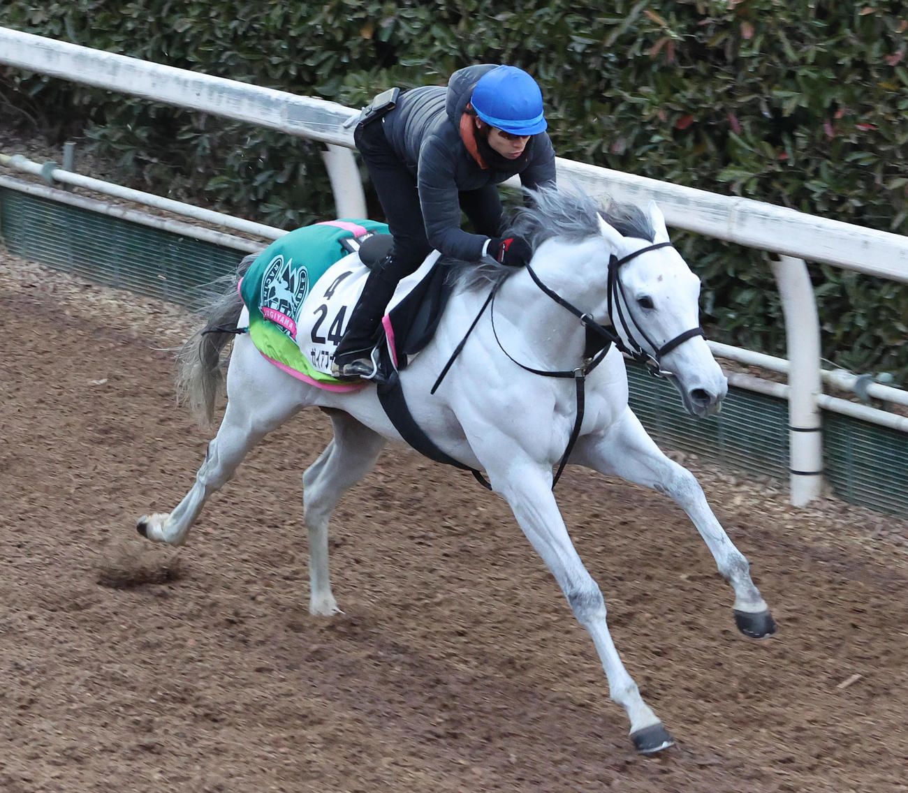 長岡騎手を背に坂路を併せ馬で追い切るガイアフォース（撮影・白石智彦）