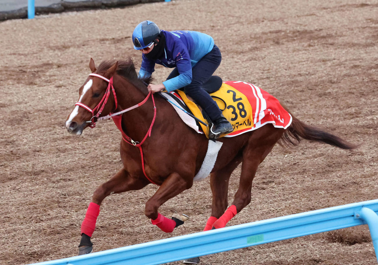 ウインマーベルは松山騎手を背に美浦ウッドで軽快な動きを見せた（撮影・丹羽敏通）