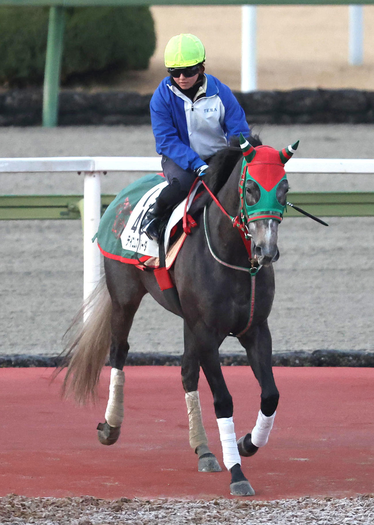 今村騎手を背に馬場入りするテイエムスパーダ（撮影・白石智彦）