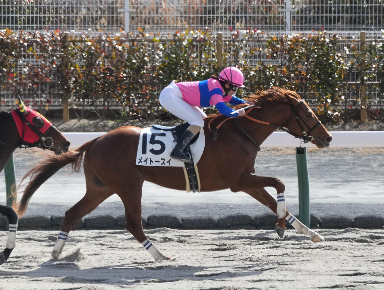 中京3R新馬戦を制したメイトースイと古川奈穂騎手（撮影・森本幸一）