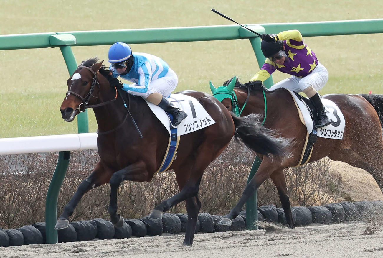 中山4R新馬戦を制したプリンスノット（左）と、2着のシンコッチョウ（撮影・丹羽敏通）