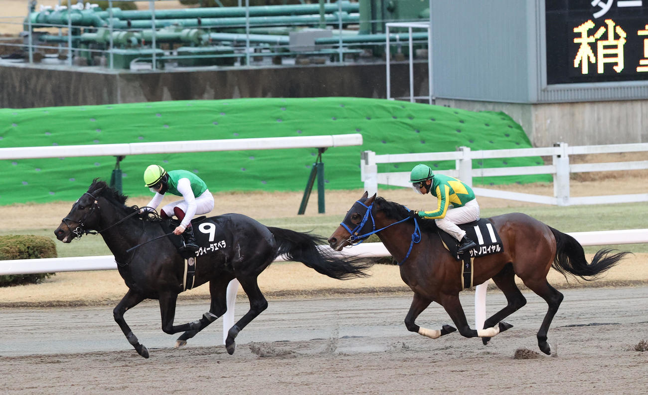 ラヴィータエベラと西村淳也騎手はゴール前逃げ切る（撮影・梅根麻紀）