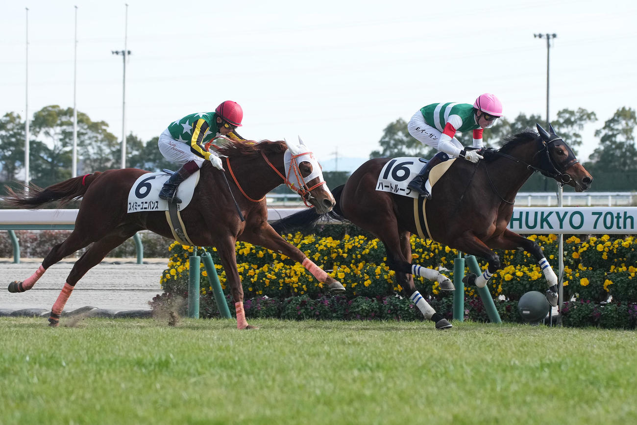 中京6R新馬戦1着のハートループ（撮影・森本幸一）