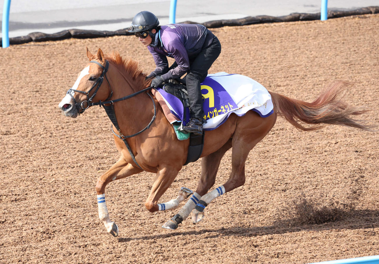 シャインガーネット（2022年3月23日撮影）