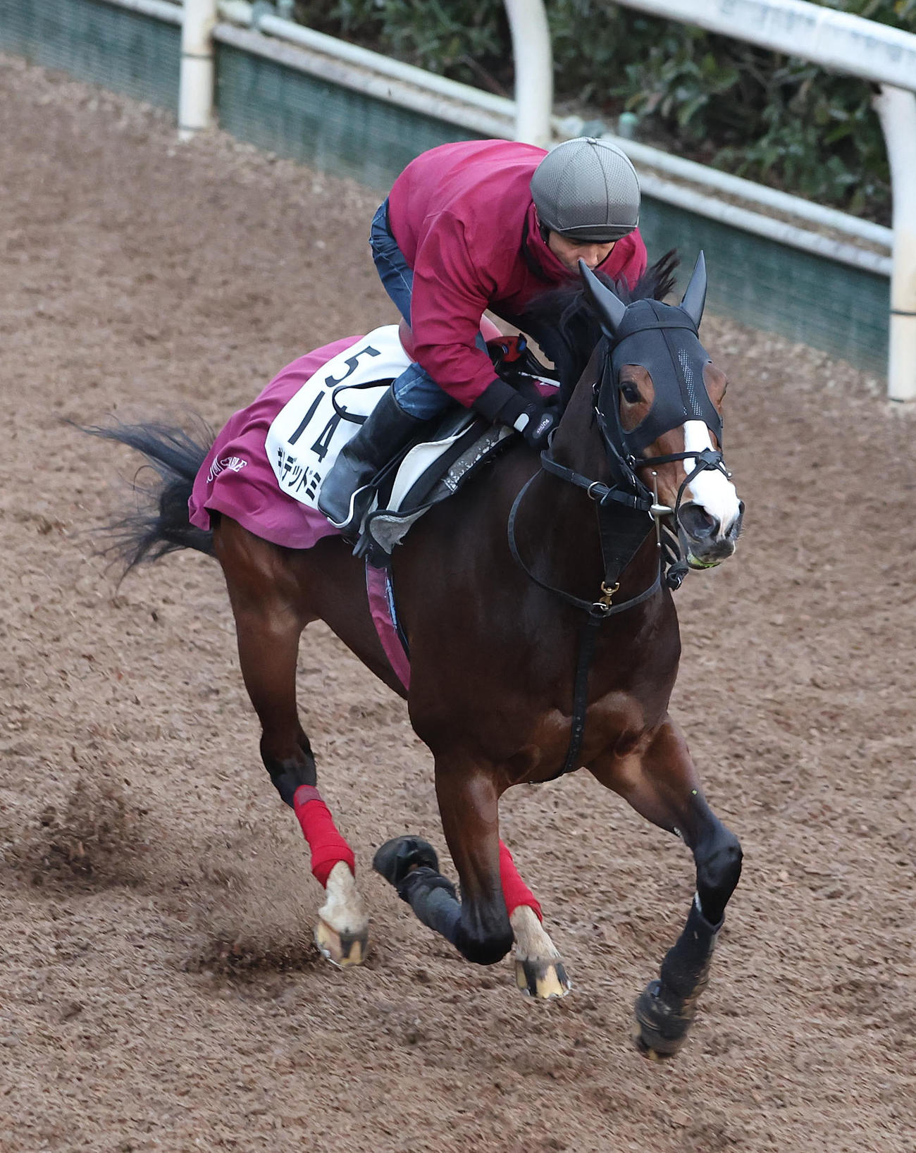 坂路を単走で追い切るギルデッドミラー（2023年1月18日撮影）