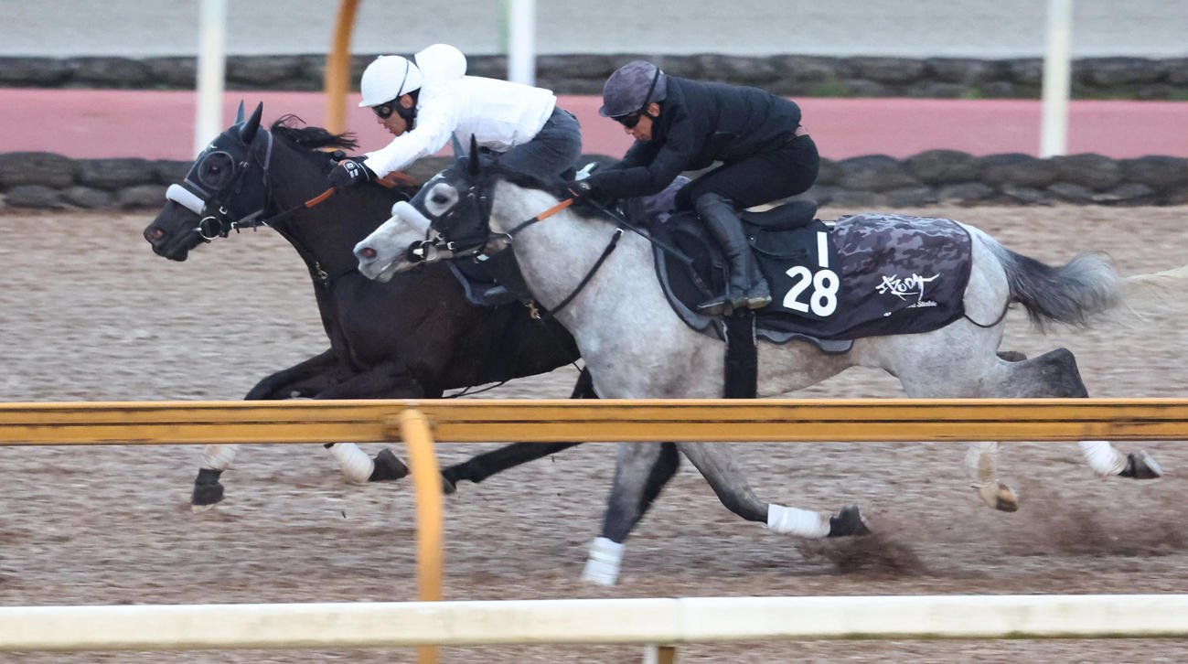 18日、浜中騎手を背にナムラクレア（左）はCウッドで併せて追い切られた