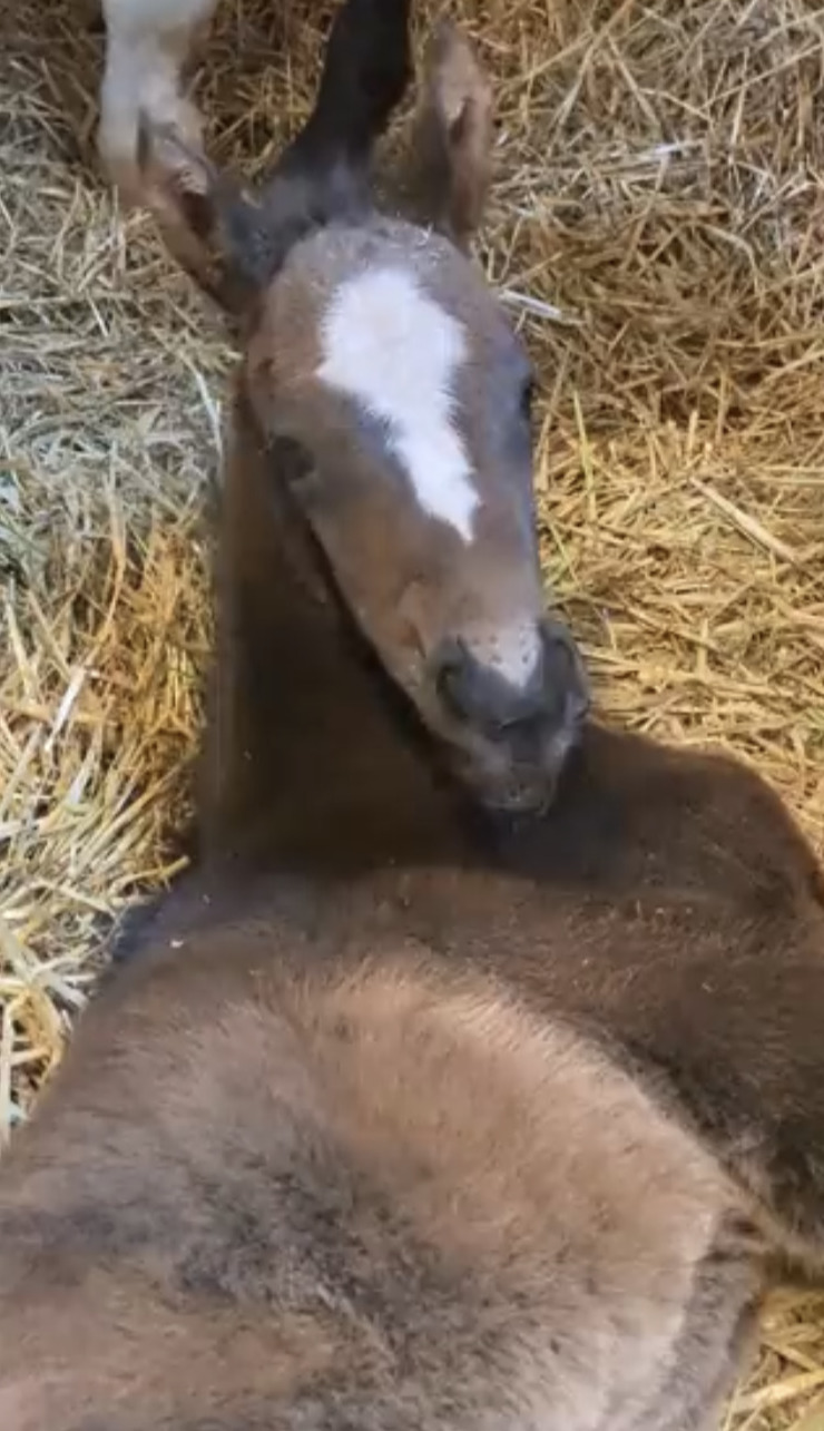 下河辺牧場で誕生したコントレイル産駒の牝馬（下河辺牧場の公式ツイッターより）