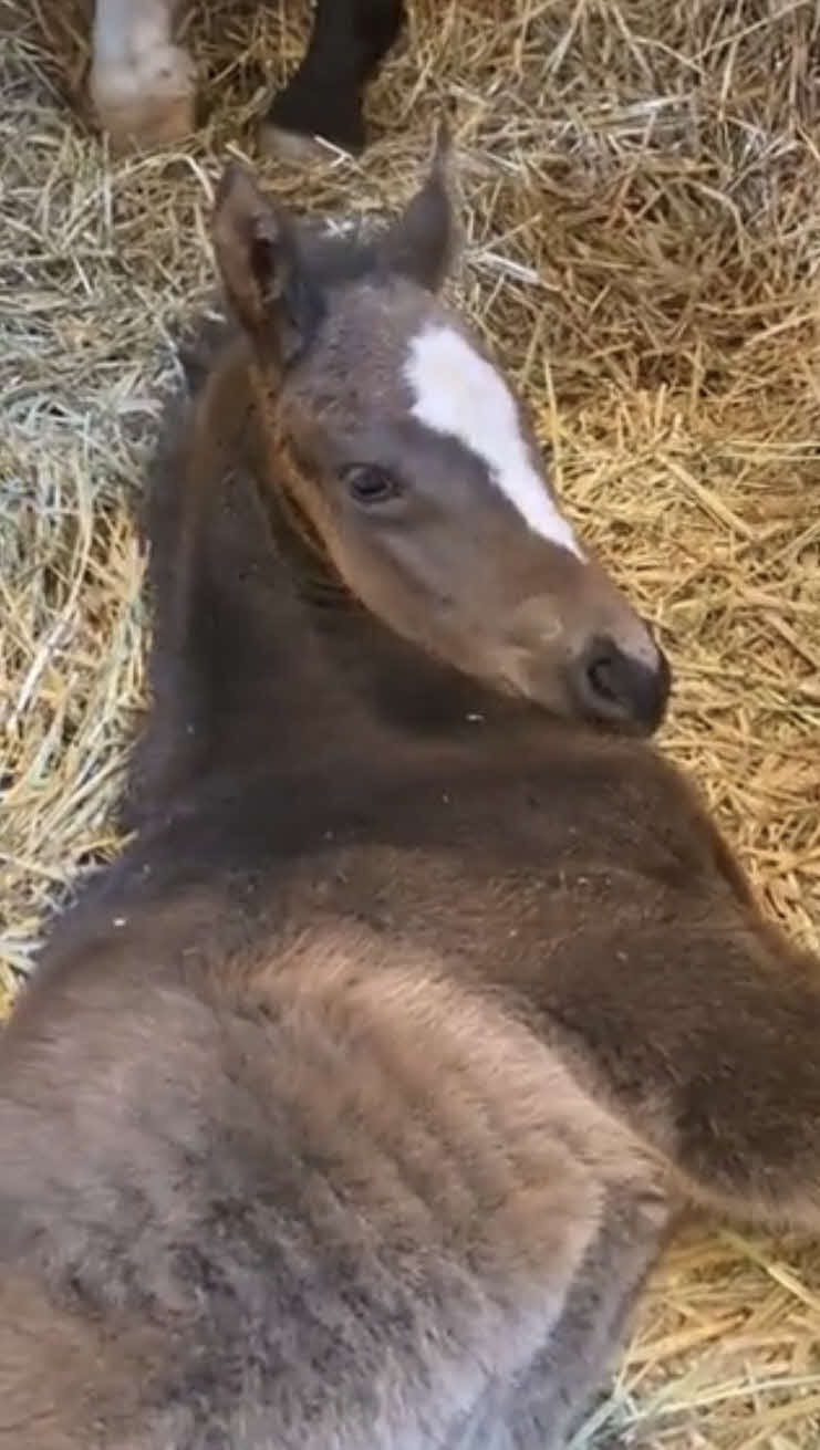 下河辺牧場で誕生したコントレイル産駒の牝馬（下河辺牧場の公式ツイッターより）