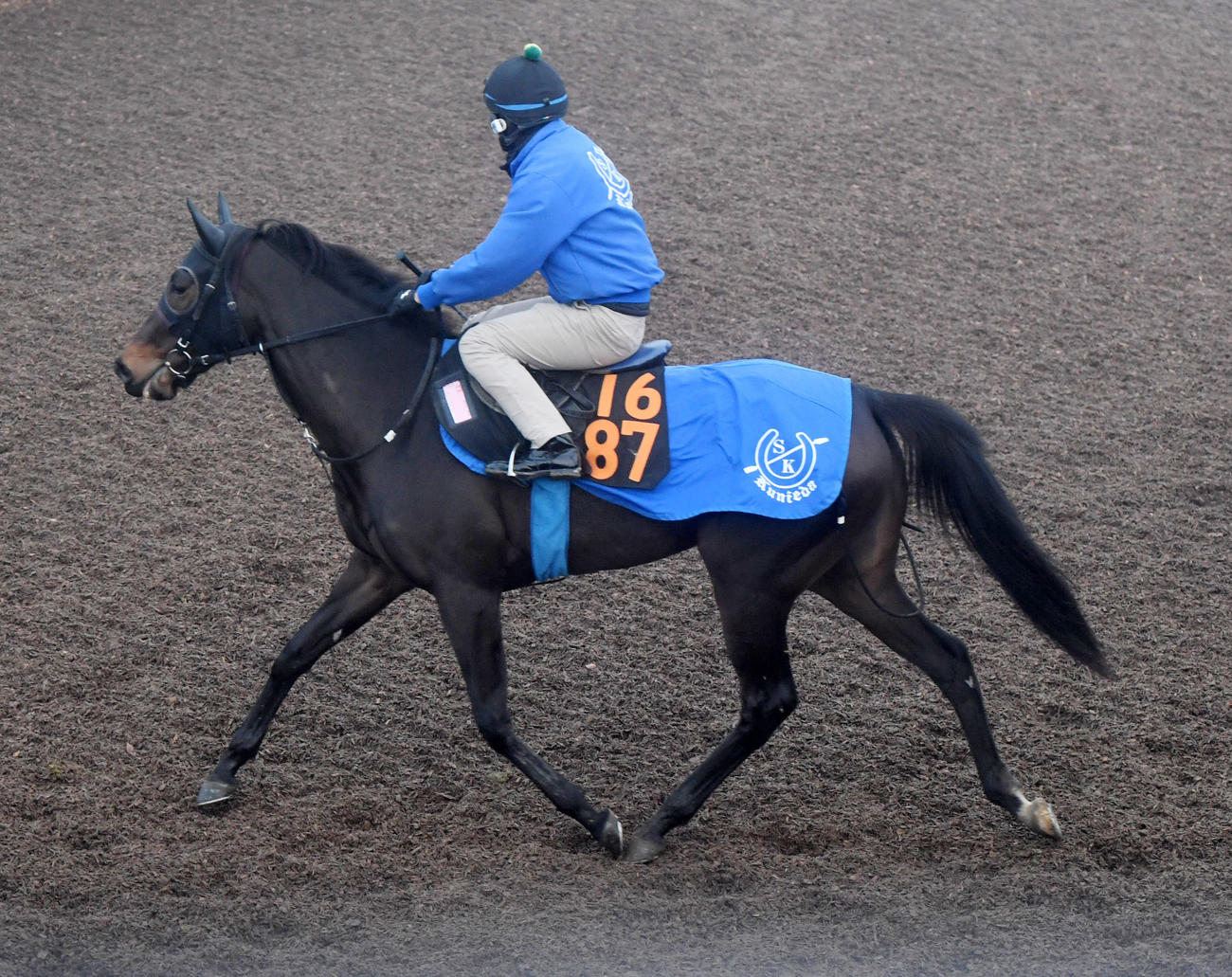 22年12月7日、追い切りに向かうテンペスト