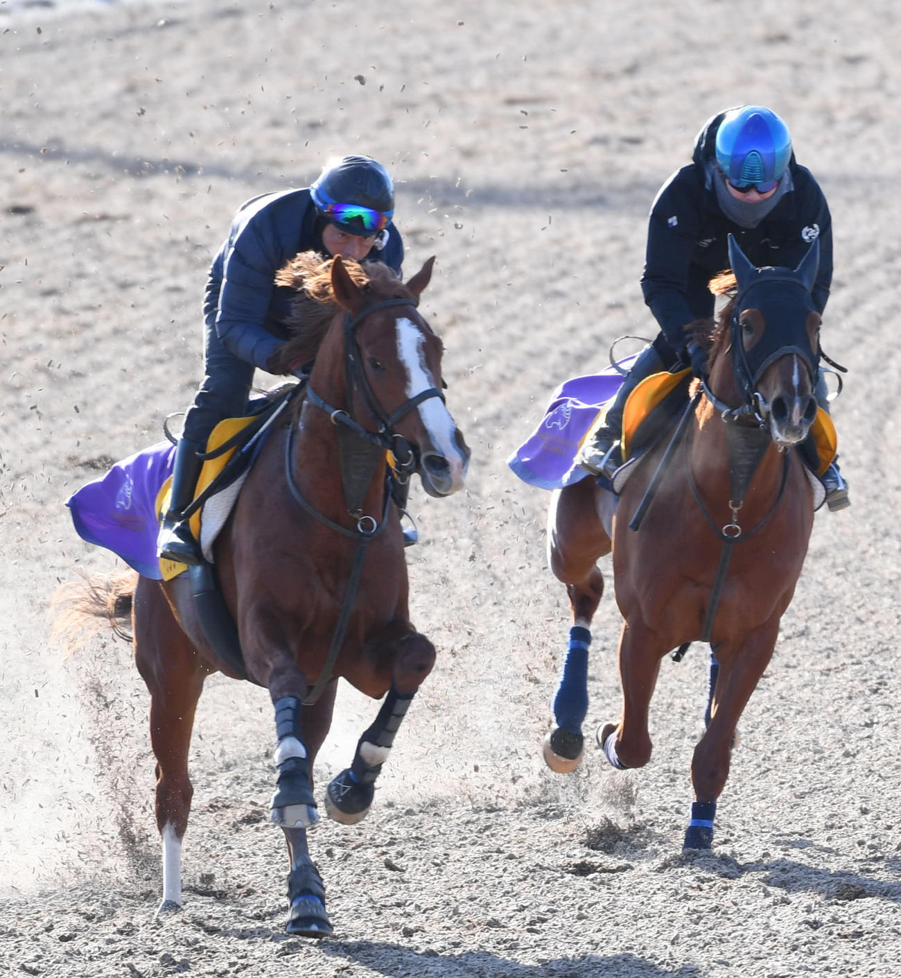 トウシンマカオ（左）はヴォルケニックと併せて追い切る（撮影・柴田隆二）
