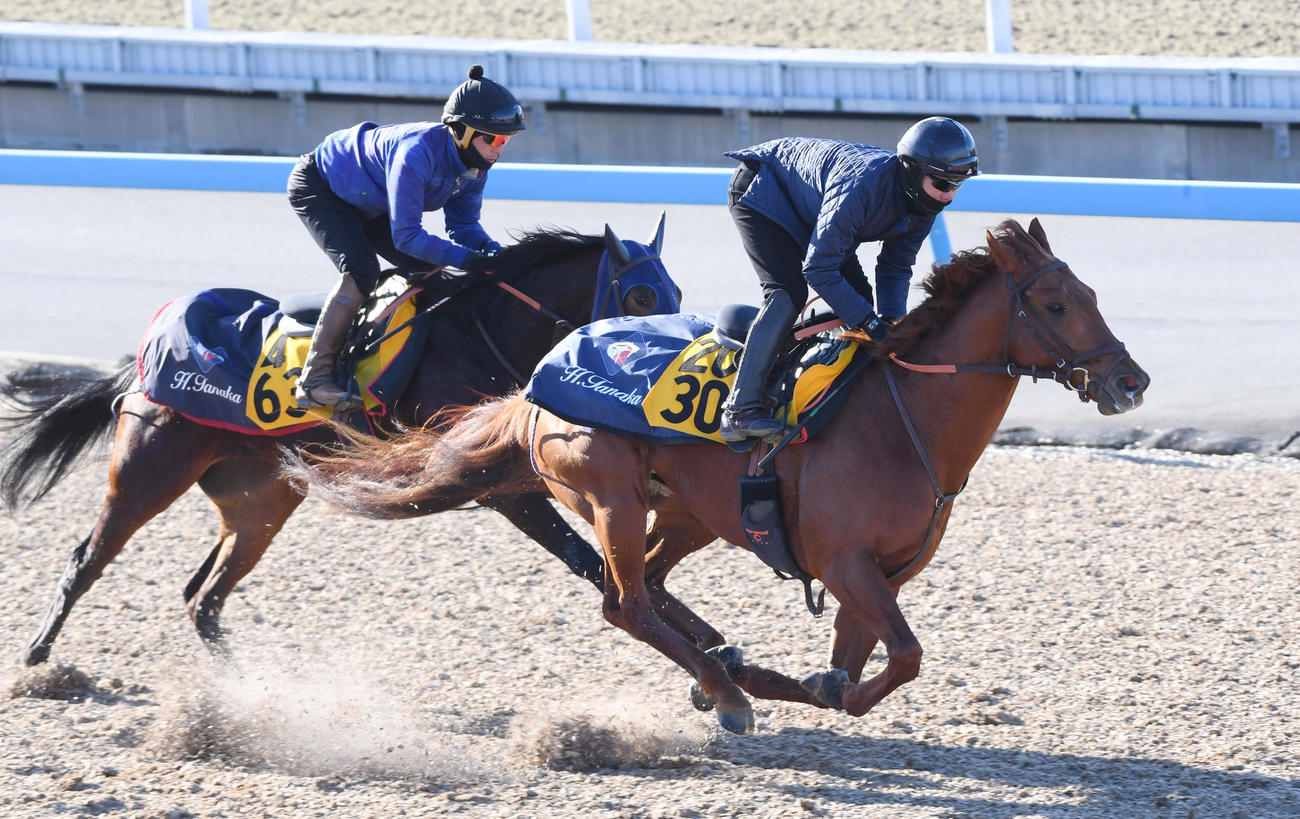レモンポップ（右）はキャミと併せて追い切る（撮影・柴田隆二）