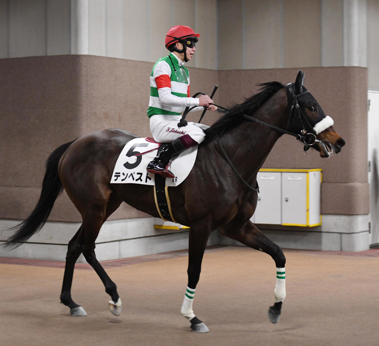 東京6R新馬戦で2着に敗れたテンペストと横山武騎手（撮影・柴田隆二）