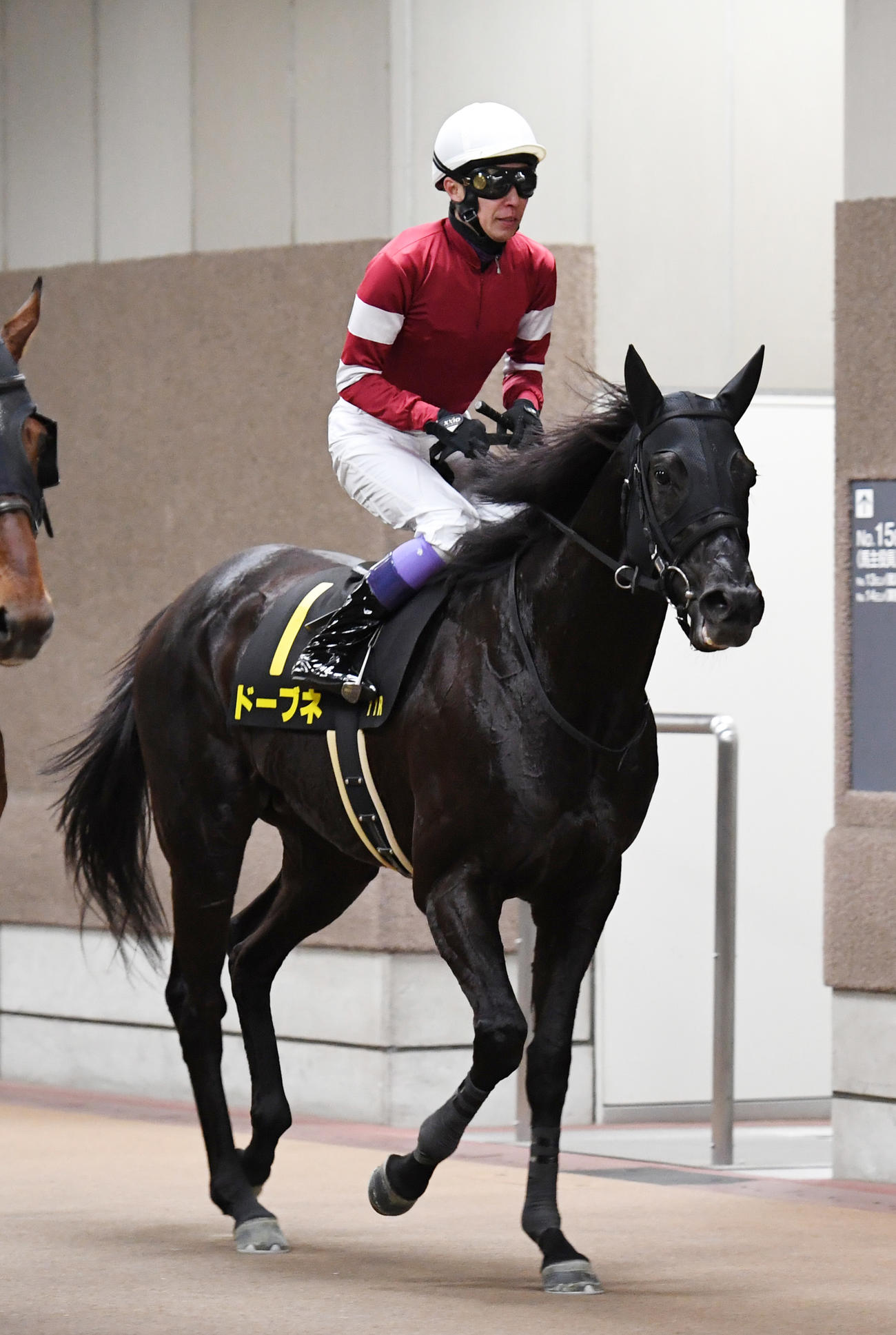 白富士Sで2着に敗れ引き揚げるドーブネと武豊騎手（撮影・柴田隆二）