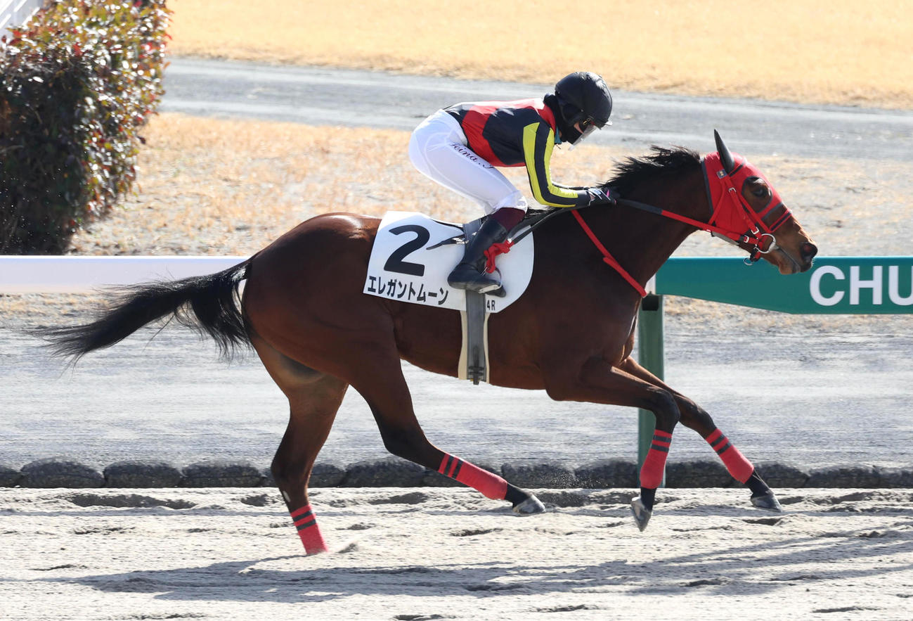 中京4R、今村騎手を背に3歳1勝クラスを制したエレガントムーン（撮影・白石智彦）