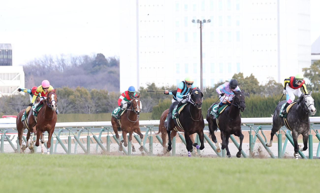シルクロードS4着のトウシンマカオ（左端）。右から2頭目は勝ったナムラクレア（撮影・白石智彦）