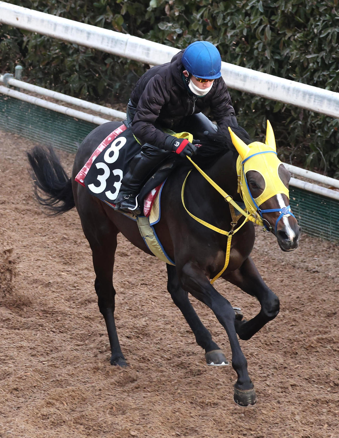 和田竜騎手を背に坂路を併せ馬で追い切るノーブルライジング（撮影・白石智彦）