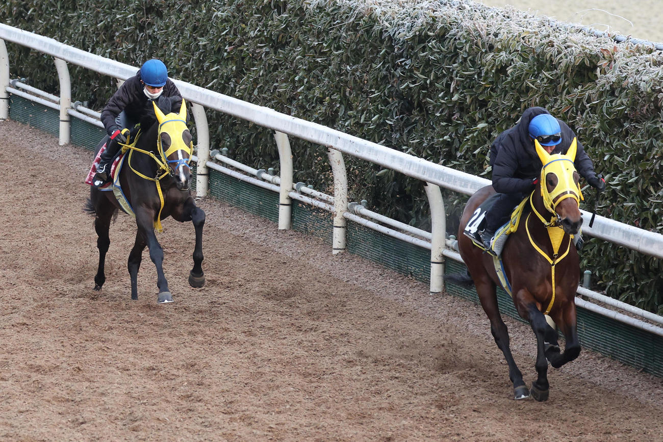 和田竜騎手を背に坂路をアグネスシュウ（右）と併せ馬で追い切るノーブルライジング（撮影・白石智彦）