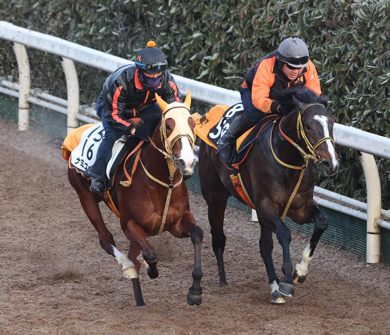 坂路をバルサムノート（右）と併せ馬で追い切るナミュール（撮影・白石智彦）