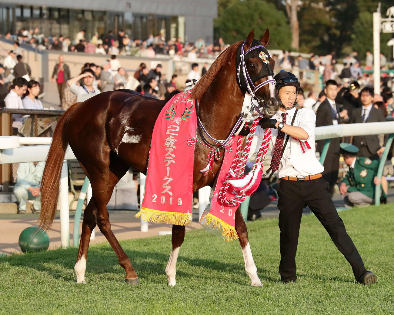 京王杯2歳Sを制したタイセイビジョン（2019年11月2日撮影）