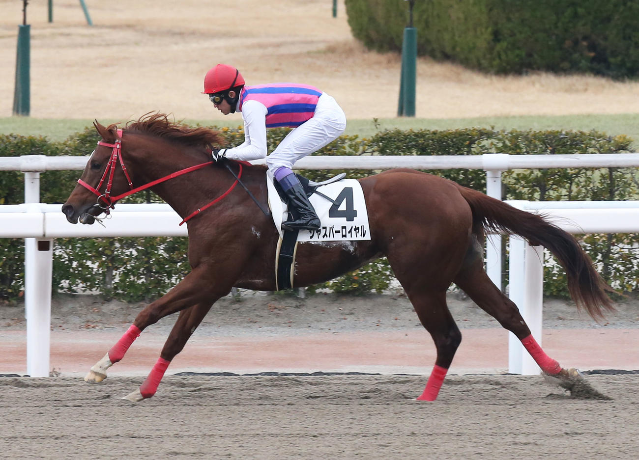 小倉3R、3歳未勝利で1着のジャスパーロイヤルと武豊騎手（撮影・屋方直哉）