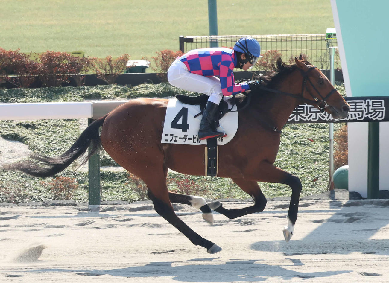 東京4R、3歳1勝クラスを制したニフェーデービルと田辺騎手（撮影・丹羽敏通）